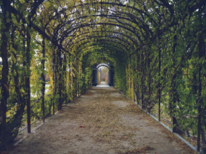 Psikoterapi Ekolleri